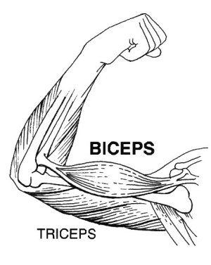 Biceps_%28PSF%29.jpg - 131554