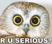 o+rly__ruserious.jpg - 207855