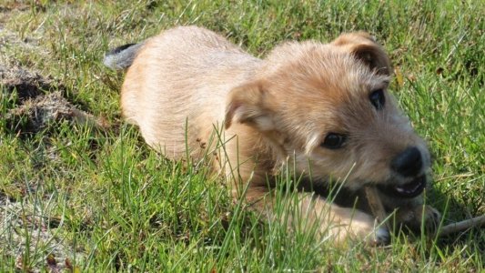 hond met zonder riemkopie.jpg - 3682