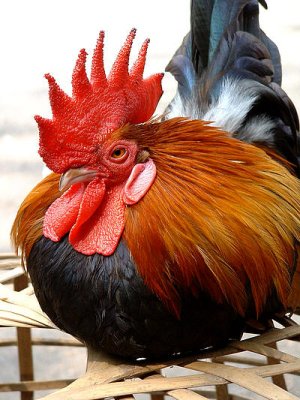 kip%20of%20ei1.jpg - 265634