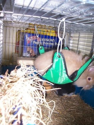 2274592481_7b6189056f_z.jpg - 266066