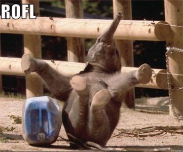 lolcats-rofl.jpg - 266783