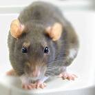 rat.jpg