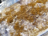 IMG_20200806_145251.jpg IMG_20200806_145251.jpg