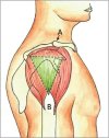 deltoid-injection-site-diagram.jpg
