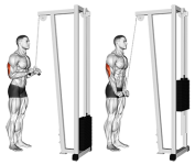 CableV-BarTricepsPushdown.png
