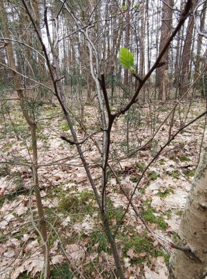 IMG_20240320_172353814.jpg - 619157