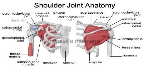 Shoulder-anatomy.jpg - 88175