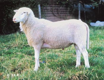 vlaams_schaap.jpg - 112344