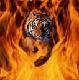 FireTiger
