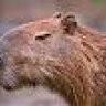 Capibara