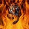 FireTiger