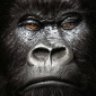 BadGorilla