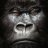 BadGorilla